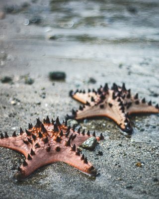 starfish, philippine starfish, ocean-4859376.jpg